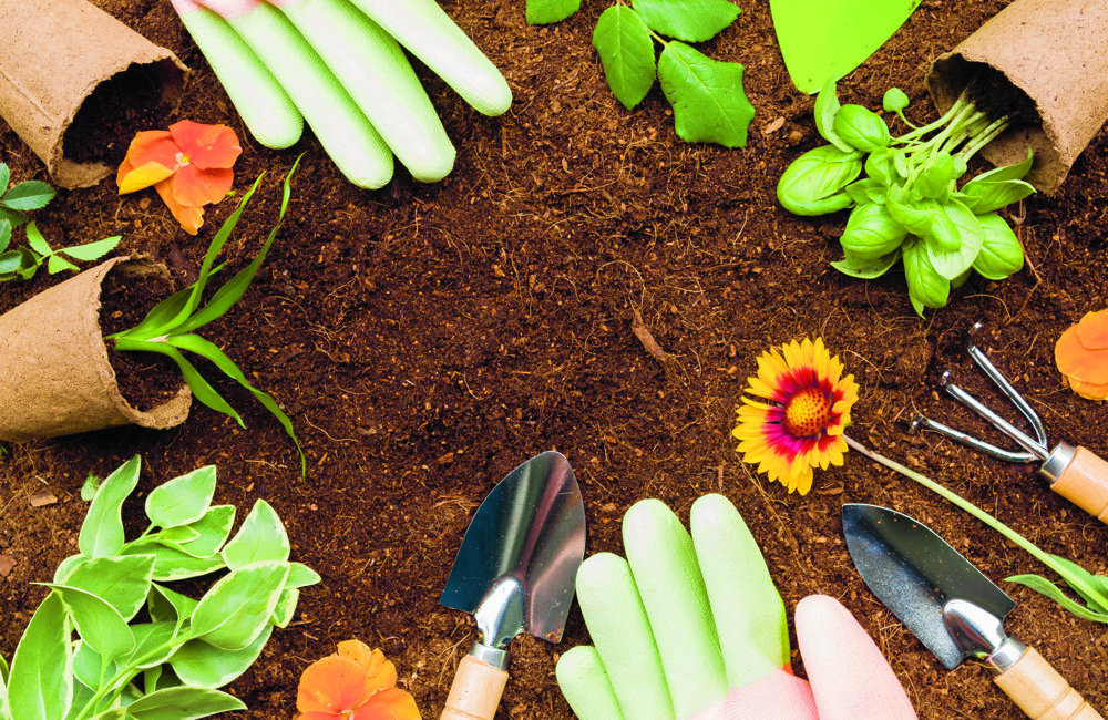 bloemetjes planten.jpg