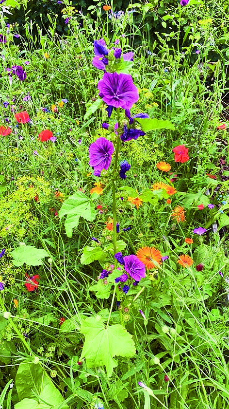 6951-Foto meerjarig bloemenzaad.jpg