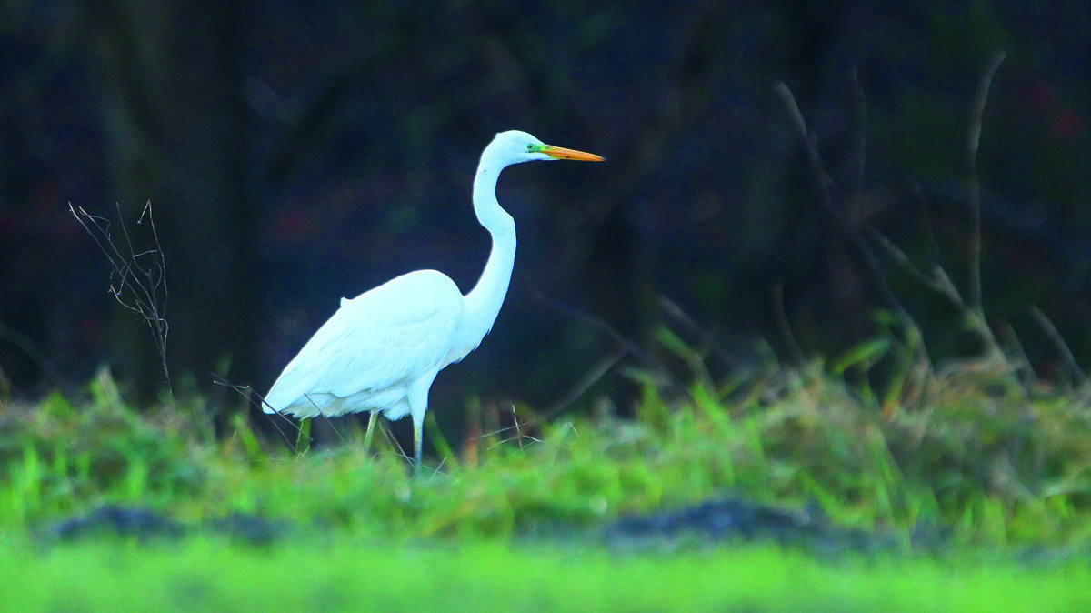 grote zilverreiger.jpg