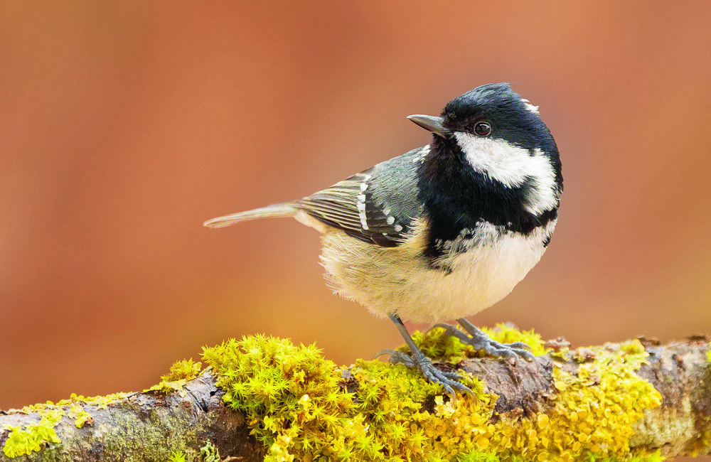 Zwarte Mees - Annie Keizer.jpg