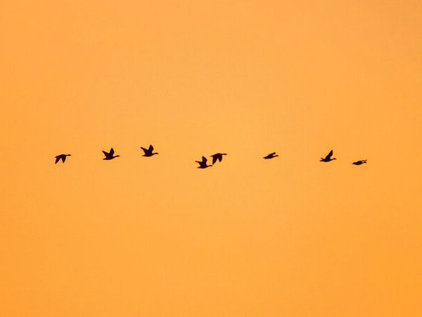 ganzen in de opkomende zon.jpg