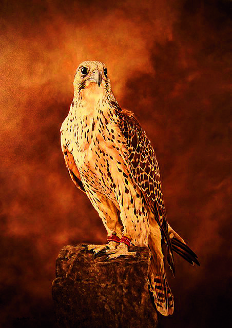 Erna Goudbeek img. 1.jpeg