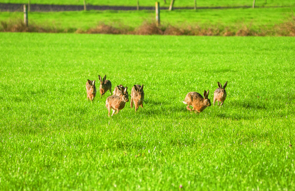 rammelende hazen (2).jpg