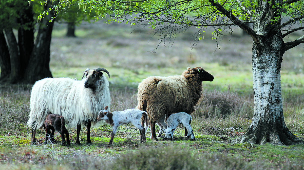 lammetjes Springendal. Foto- Clemens Brughuis (7).JPG