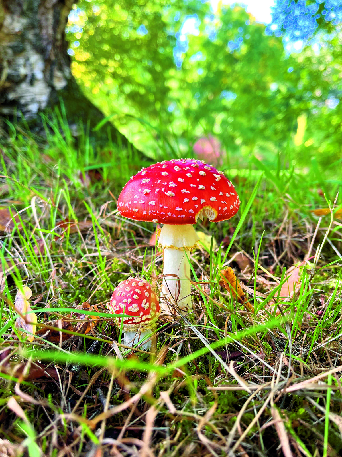 Arboretum Herfst paddenstoel.jpg