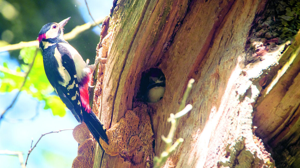 grote bonte specht (2)