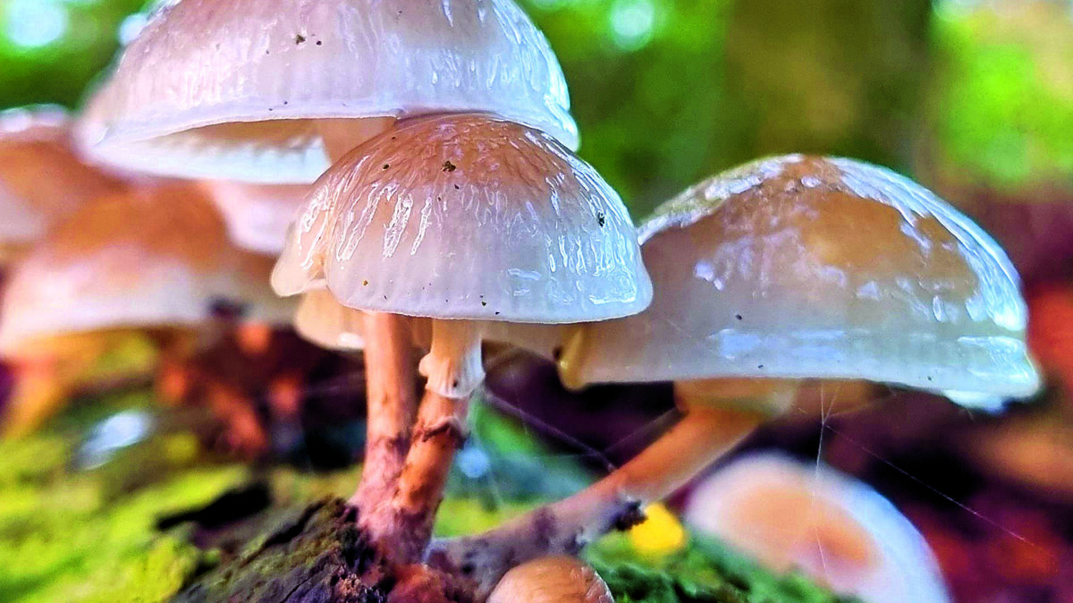 Paddenstoelenwandeling YON.jpg