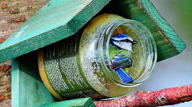 Ook de pimpelmees is de huismus voorbijgesneld  foto Wim Wijering.jpg