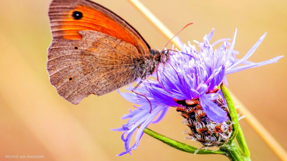 Cursus natuurfotografie IVN 1.jpg