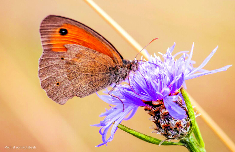 Cursus natuurfotografie IVN 1.jpg