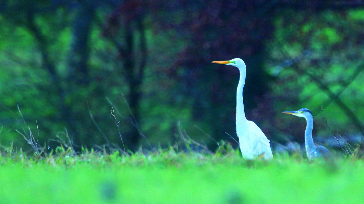 blauwe en grote zilver reiger.jpg