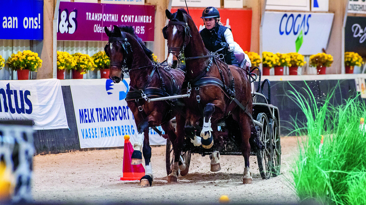 Renate Hofkes tweespan paard.jpg