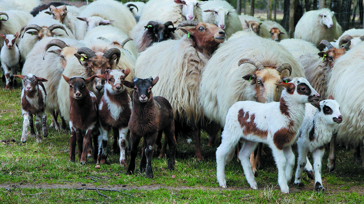 lammetjes Springendal. Foto- Clemens Brughuis (45).JPG