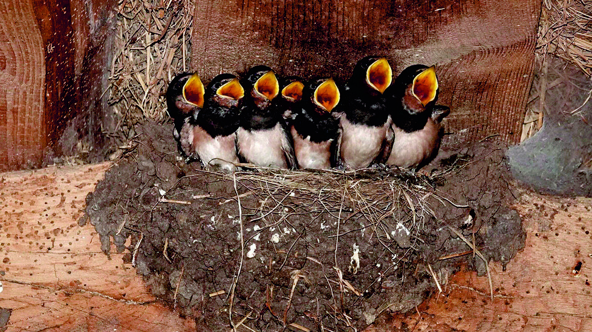 Afbeelding3 nest met jonge boerenzwaluwen