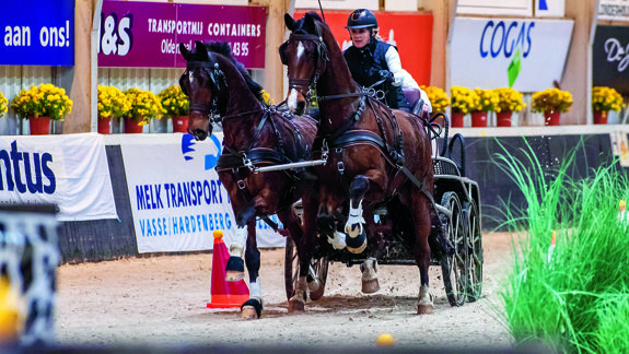 Renate Hofkes tweespan paard.jpg