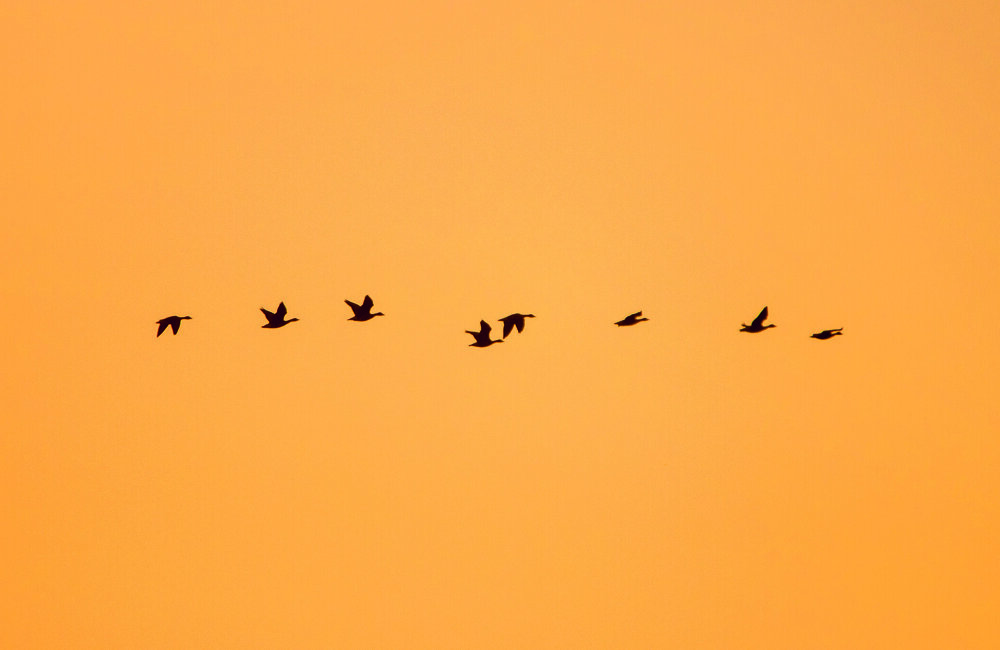 ganzen in de opkomende zon.jpg