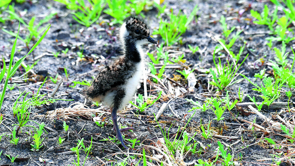 BEN_7952.JPG