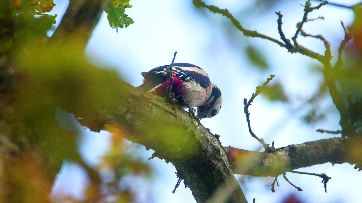groet bonte specht herfstblad.jpg