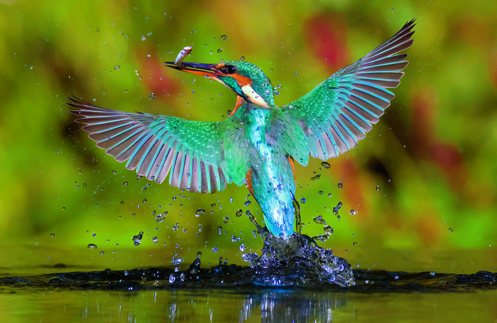 IJsvogel opduikend 2_ (002).jpg