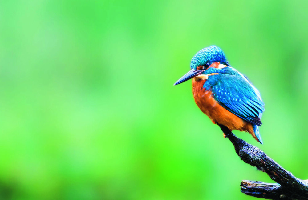 Natuurmonumenten-Wilbert Heijkoop-1920-MF13231.jpg